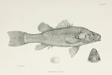 Baars, ca. 1832-1836