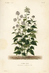Vaste judaspenning, Lunaria rediviva, Lunaire vivace