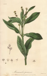 Vaste mercuriale of vaste of hondenkool (Mercurialis perennis) - Sterk water door William Clarke ter illustratie van 