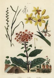 Vaste rogge, Lolium perenne 1,2, gevlekte Afrikaanse korenlelie, Ixia maculata var