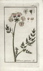 Moeraspeucedaan of moeraspeterselie (Selinum marsh). Lithografie uit 