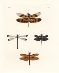 Plaatvleugellibel, Rhyothemis variegata 1, taankleurige boszwever, Neurothemis fulvia 2, bonte rijstveldzwever, Neurothemis tullia 3, en schaduwjuffer, Palaemnema paulina 4. Handgekleurde lithografie uit John O. Westwoods nieuwe uitgave van Dru Drury