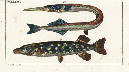 Snoek (of noordelijke snoek) - Orphia - Noordelijke snoek, Esox lucius 117, en zeenaald of geep, Belone belone 118. Handgekleurde kopergravure naar Jacob Nilson uit Gottlieb Tobias Wilhelm