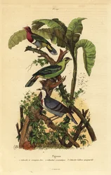Roze kopvruchtduif, Ptilinopus porphyreus, Buru groene duif, Treron aromaticus, en Luzon bloedend hart, Gallicolumba luzonica