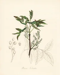 Pistache terpentijnboom - Terebinth boom of chian terpentijnboom, Pistacia terebinthus. Handgekleurde zinkografie door C. Chabot getekend door Miss M. A. Burnett uit haar Plantae Utiliores: or Illustrations of Useful Plants, Whittaker, Londen