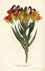 Weegbreebladige alstroemeria, Alstroemeria plantaginea. Brazilië. Handgekleurde lithografie door L. Stroobant uit Louis van Houtte en Charles Lemaire