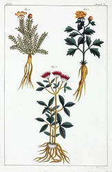 Medicinale planten, China