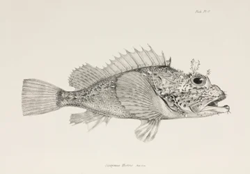 Speler schorpioenvis, ca. 1832-1836
