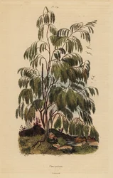 Plocama pendula struik