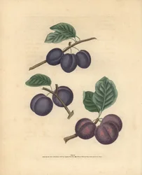 Pruim variëteiten, Prunus domestica: Tours, Lawrane