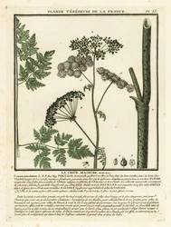 Gevlekte scheerling, Conium maculatum