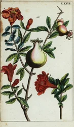 Granaatappelbloemen en fruit aan een tak, Punica granatum