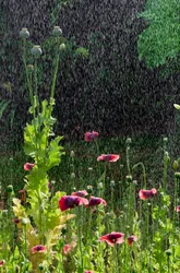 Papaver (Papaver somniferum) bloemen en zaaddozen in zomerse regenbui, Gower, Zuid-Wales