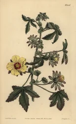 Stekelige hibiscus, Hibiscus surattensis