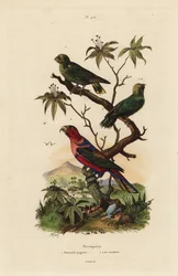 Dwergpapegaai, Micropsitta pusio, en zwartkaplori, Lorius lorry