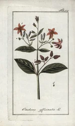 Quinquina (Cinchona officinalis). Lithografie uit Afbeelding der Artseny-Gewassen door Johannes Zorn, Nederland