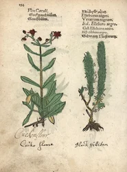 Koekoeksbloem, Lychnis flos-cuculi, en zwarte nieswortel, Veratrum nigrum. Met de hand ingekleurde houtsnede van een botanische illustratie uit Adam Lonicers Kräuterbuch, of Herbal, Frankfurt