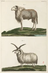Rammen