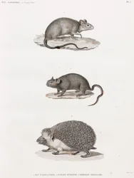 Rat uit Alexandrië; Echimis uit Egypte; Oor-egel