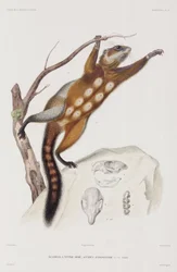 Roodbuikige of Mexicaanse grijze eekhoorn