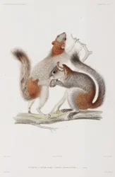 Roodbuikige of Mexicaanse grijze eekhoorns