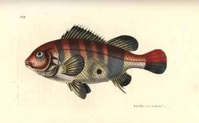 Roodgestreepte aardeneter, Geophagus surinamensis (Surinaamse sparus, Sparus surinamensis). Illustratie getekend en gegraveerd door Richard Polydore Nodder. Handgekleurde kopergravure uit George Shaw en Frederick Nodder