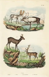 Rendier, Rangifer tarandus 1, eland, Alces alces 2, edelhert, Cervus elaphus 3, en Europese ree, Capreolus capreolus 4