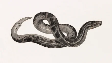 Reptielen: een slang uit Thebaïde