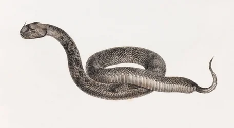 Reptielen: Een adder