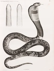 Reptielen: Een asp