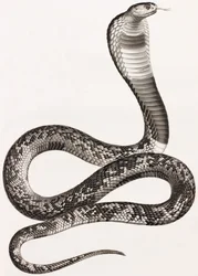 Reptielen: een adder