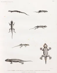 Reptielen: hagedissen en gekko