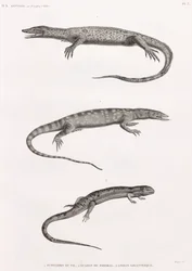 Reptielen: Tupinambis Nijl