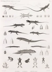 Reptielen: serie illustraties van hagedissen, skinken en kikkers