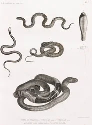 Reptielen: serie illustraties van slangen