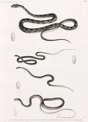 Reptielen: serie illustraties van slangen