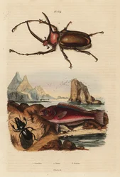 Neushoornmestkever, Golofa porteri 1, Kretenzische papegaaivis, Scarus creticus 2, en Scarites buparius kever 3