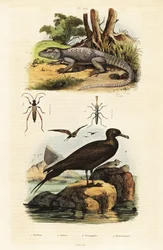 Rotsagama en parasitaire jager (gravure)