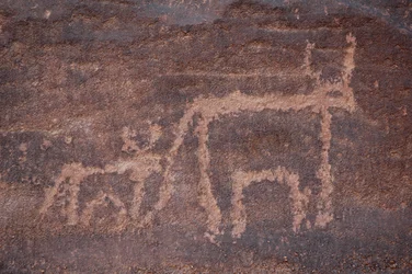 Rotstekeningen, Prehistorie: Gravure van een koe en haar kalf in het Uweinat-massief, Egypte. (Periode van 8000 tot 3000 jaar v.Chr.). Fotografie