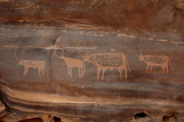 Rotstekeningen, Prehistorie: Gravure van vier vee in het Uweinat-massief, Soedan. Fotografie
