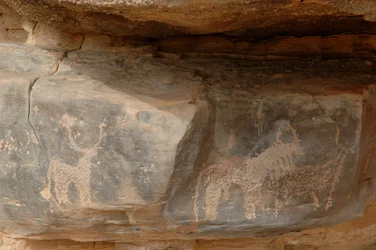 Rotstekeningen, Prehistorie: Gravure van drie vee in het Uweinat-massief, Soedan. Fotografie