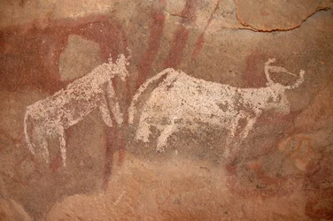 Rotstekeningen, Prehistorie: Rotsschildering van witte en tweekleurige runderen in een versierd onderkomen, in het Uweinat-massief, Soedan (Karkur-Talh of Karkur Talh). Periode van 8000 tot 3000 jaar v.Chr. Fotografie