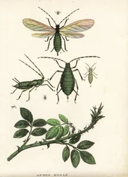 Rozenluis, Aphis rosae, op rozenstruik. Handgekleurde lithografie uit Georg Friedrich Treitschke
