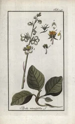 Rondbladige Pyrole (Pyrola rotundifolia). Lithografie uit 