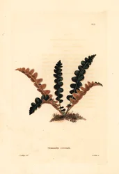 Steenbreekvaren, Ceterach officinarum (Grammitis ceterach). Handgekleurde kopergravure door George Cooke naar George Loddiges uit Conrad Loddiges