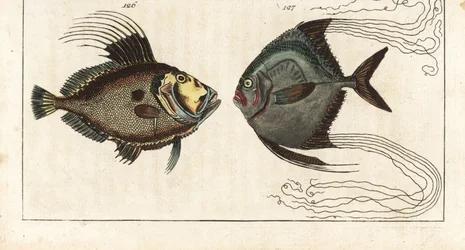 Sintsteen (of zeehaan, doree of zee) - schoenmakerdraad (of gevederde carangue) - Sint-pieter, Zeus faber 126, en Afrikaanse pompano, Alectis ciliaris 127. Handgekleurde kopergravure uit Gottlieb Tobias Wilhelm