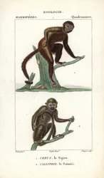 Sajou of saphogano of kapucijn en saimiri of doodshoofdaapje - Gravure door Jean Gabriel Pretre, gegraveerd door Carnonkel, voor het woordenboek van natuurwetenschappen: zoogdieren door Frederic Cuvier, bewerkt door Pierre Jean Francois Turpin