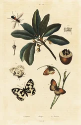 Sapodilla en motten