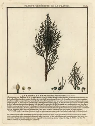 Jeneverbes of savin, Juniperus sabina