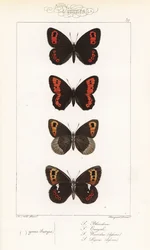 Scotch argus, Erebia aethiops, grote ringoog, Erebia euryale, herfst ringoog, Erebia neoridas (ventraal), en Arran bruin, Erebia ligea (ventraal)